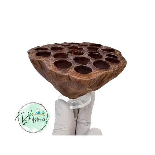 Parrot Lab Lotus flower - Birdsprees