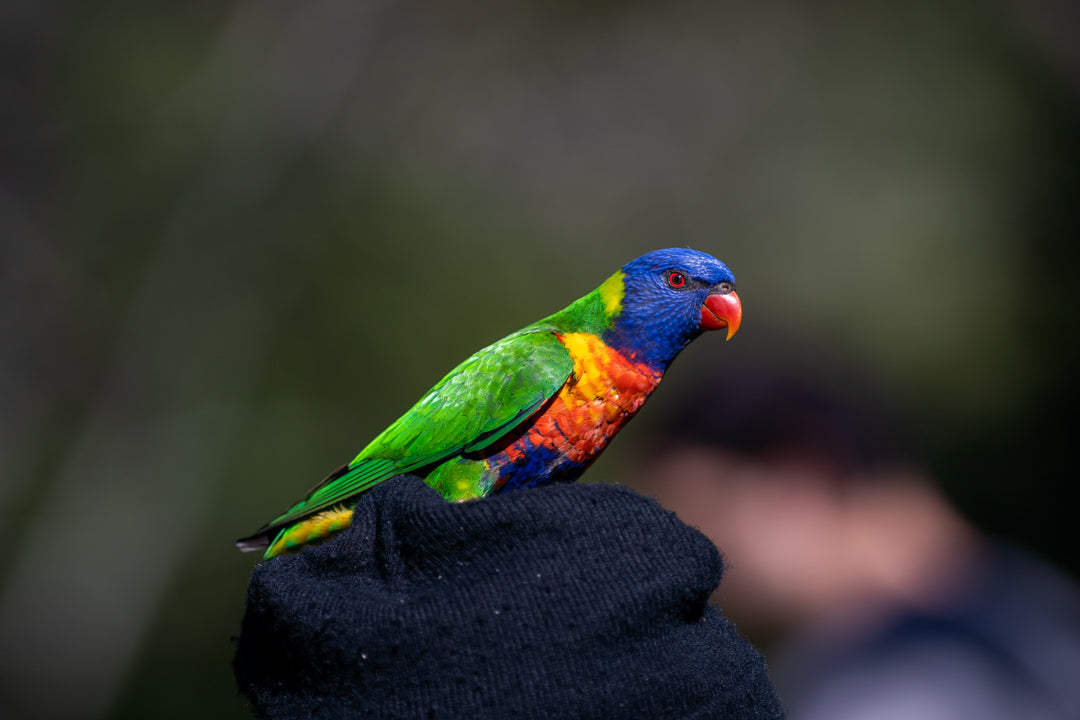 close-up-of-small-colorful-parrot
