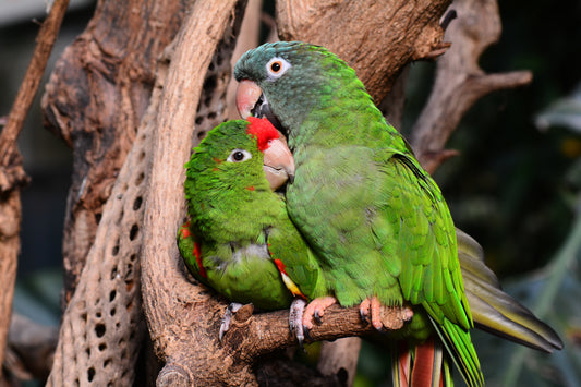 Foraging for pet birds?