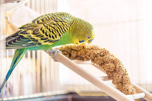 Why You Should Switch from Seed to Pellets: Balanced Parrot Nutrition Guide