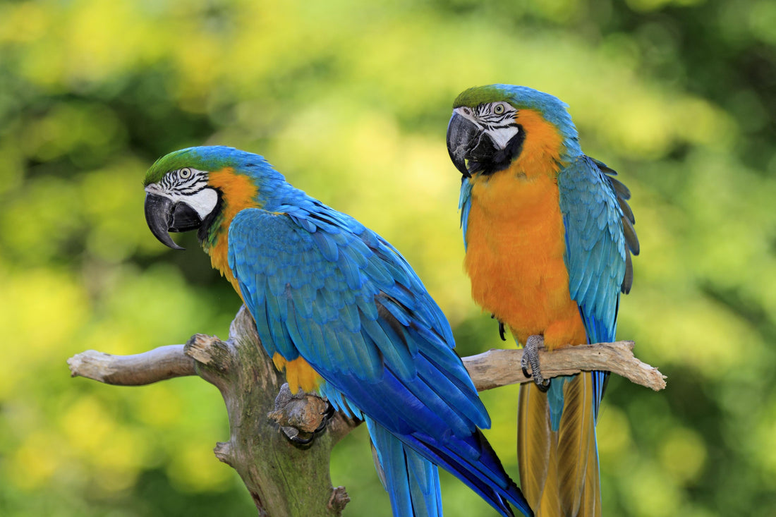 What should I feed my parrot every day?