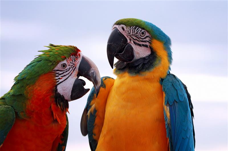 Step-by-Step Guide to Preparing a Low‑Mess Parrot Cage Setup