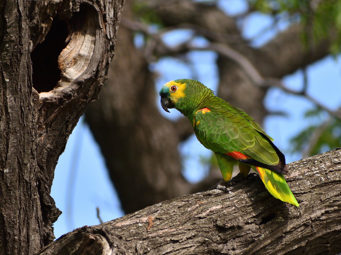 Parrot sitting on tree