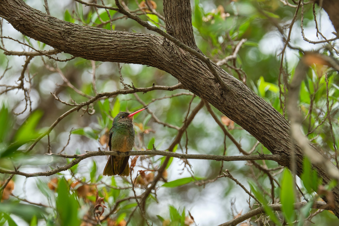 Parrot on branch of Tree