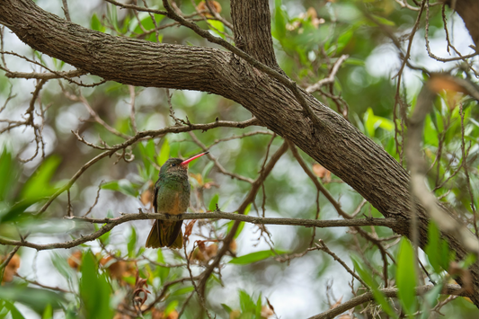 Parrot on branch of Tree