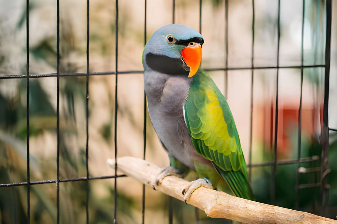 How Often Should I Clean My Parrot's Cage? Daily, Weekly & Monthly Routines