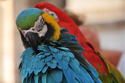How Do I Know If My Parrot Lacks Nutrients? A Complete Guide for Bird Owners
