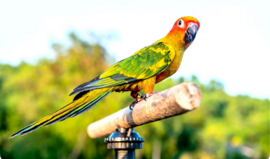 Can Parrots Live in HDB or Condos in Singapore? A Complete Guide for Apartment Owners