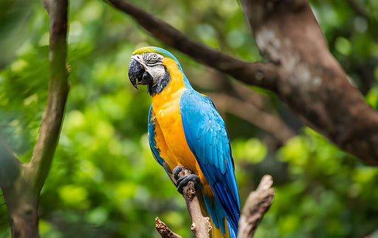 How Often Should I Clean My Parrot's Cage? Daily, Weekly & Monthly Routines