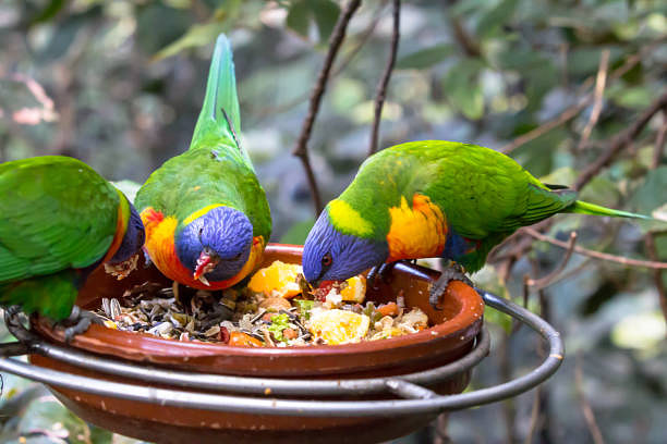 birds