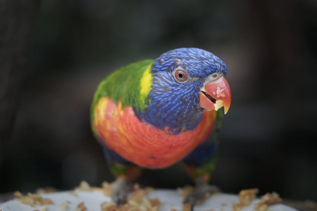 How to Keep Your Parrot Engaged with Safe and Fun Foraging Toys