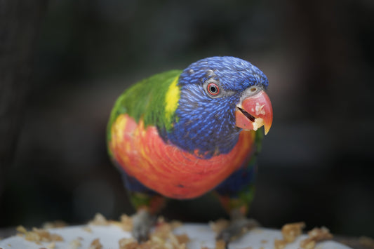 How to Keep Your Parrot Engaged with Safe and Fun Foraging Toys