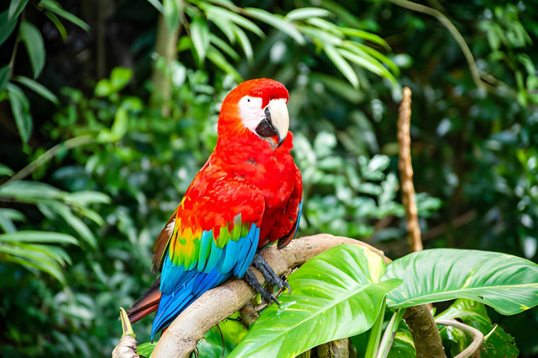 Mistakes in Parrot Care That Could Shorten Their Life (And How to Avoid Them)