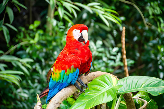 Mistakes in Parrot Care That Could Shorten Their Life (And How to Avoid Them)