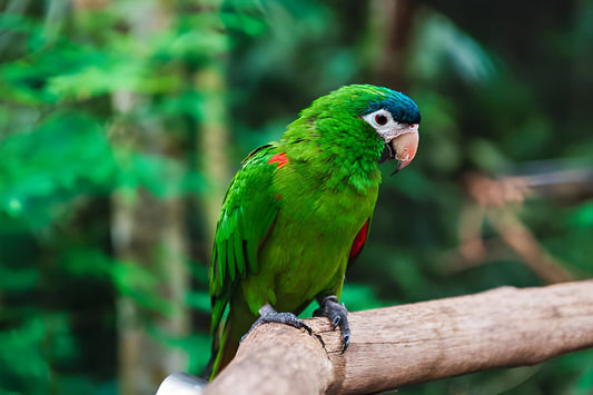 5 Positive Training Techniques That Avoid Punishment for Parrots