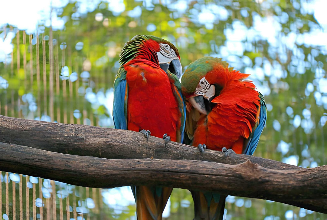 Foraging Toy Ideas to Stimulate Your Parrot’s Natural Instincts