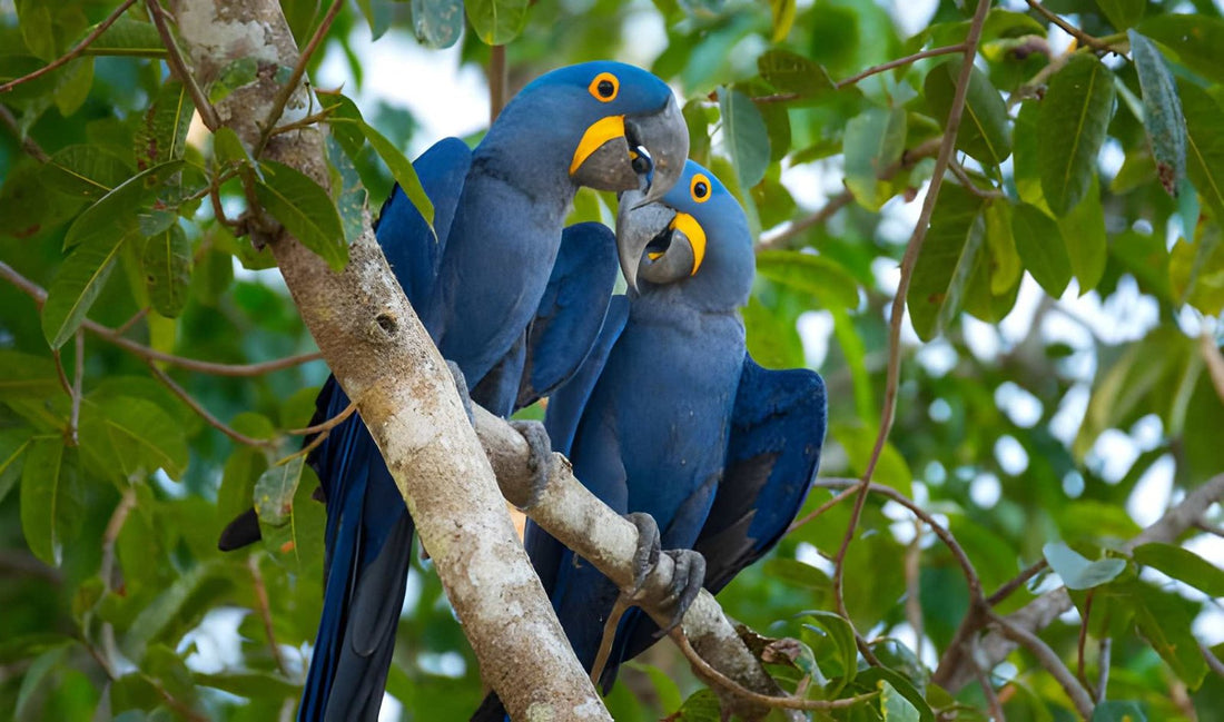 Best Perches, Swings & Playstands to Boost Parrot Well-being