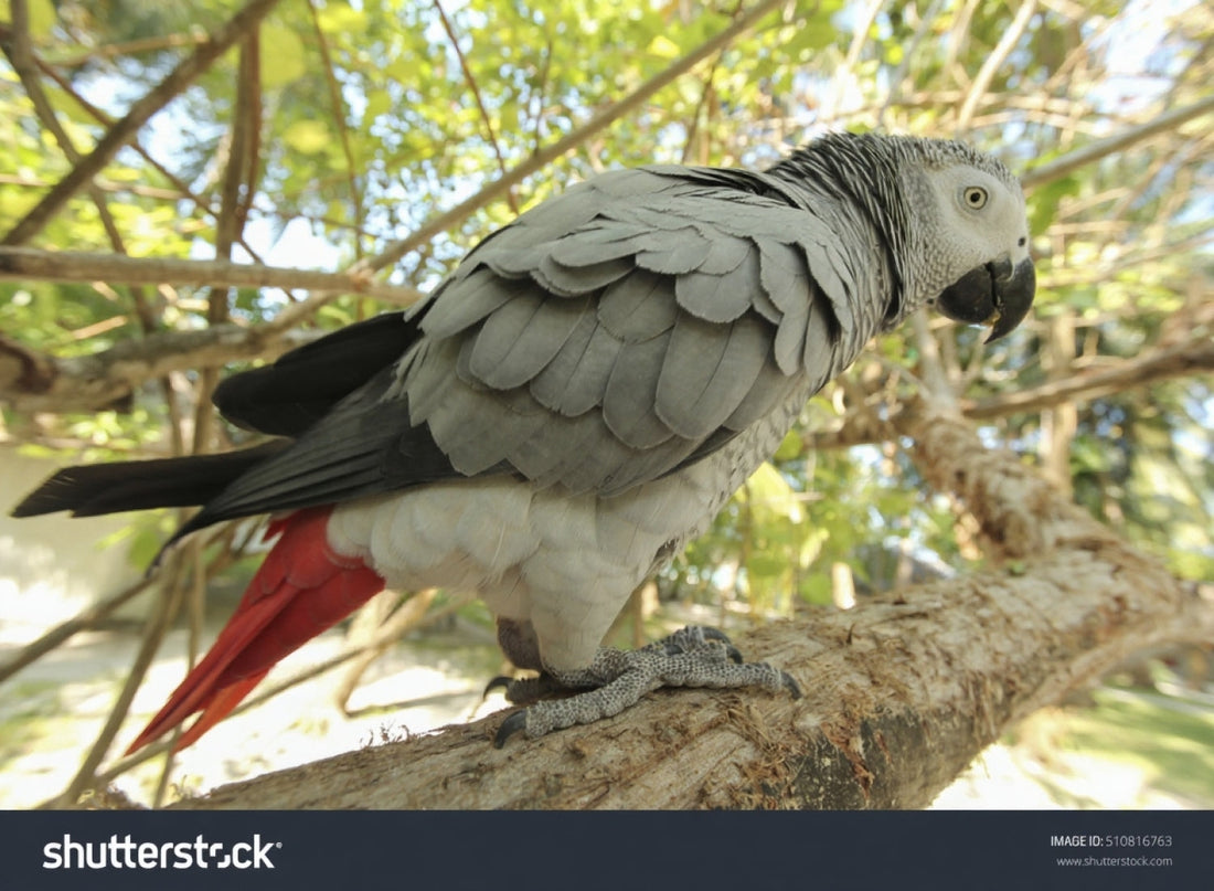 parrot