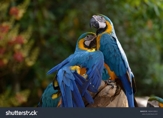 5 Positive Training Techniques That Avoid Punishment for Parrots