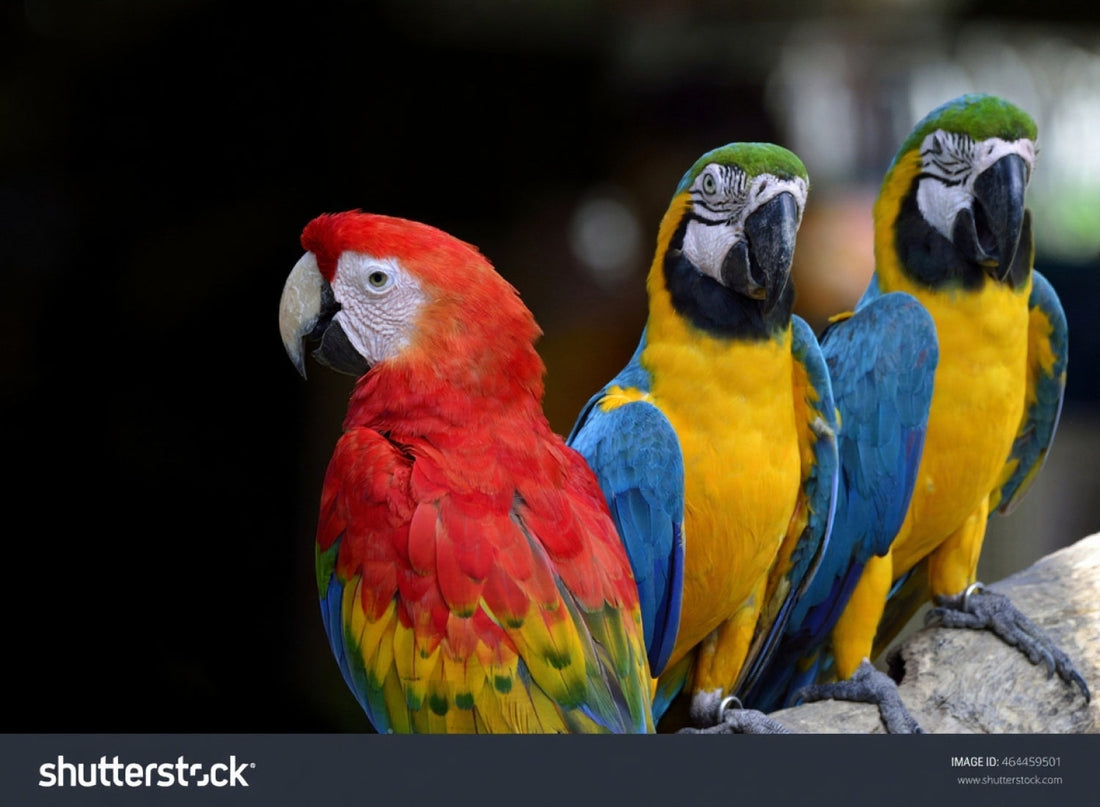 Mistakes in Parrot Care That Could Shorten Their Life (And How to Avoid Them)