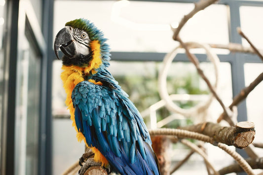 What Can Parrot Intelligence Teach Us About Human Thinking?