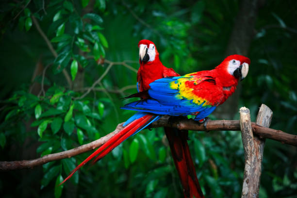 Visiting Singapore Nature Reserves to Observe Parrots in the Wild