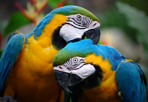 Avoid These 7 Common Mistakes in Parrot Care for a Happier Bird