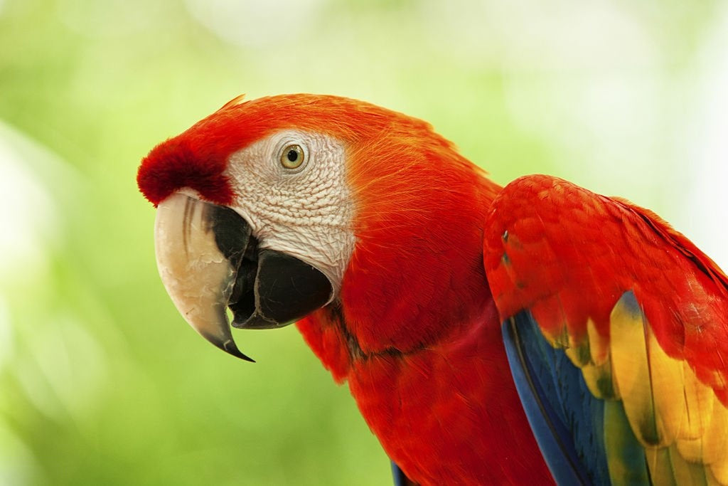 DIY Parrot Toy Projects You Can Make at Home (Using Bird‑Safe Materials)