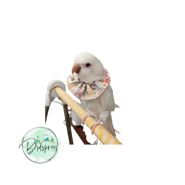 Hany Porter Parrot Collar - Birdsprees