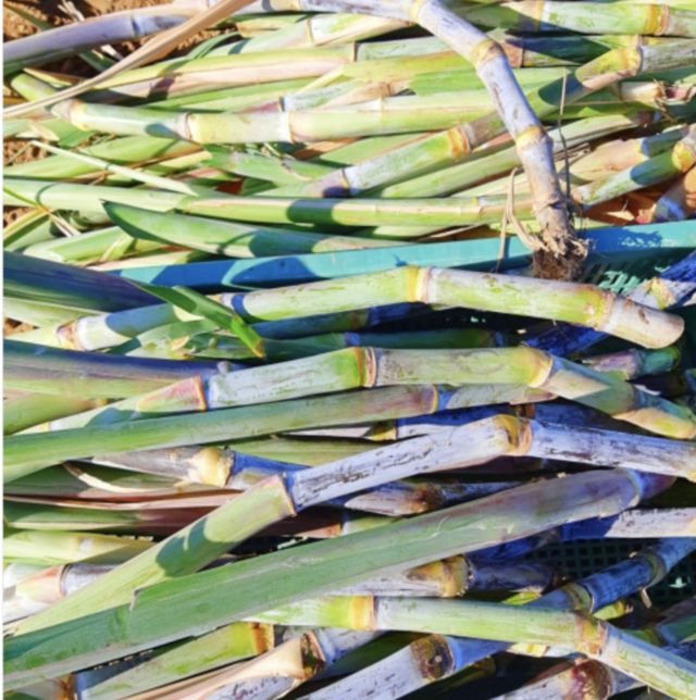 Parrot Lab Sugarcane sticks - Birdsprees