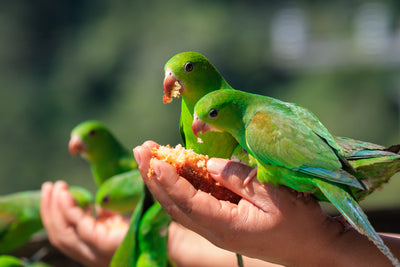 hands-holding-feed-for-small-vibrant-green-birds