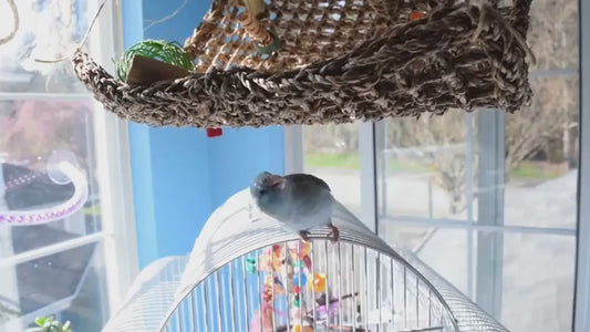 Super Bird Creations Seagrass Foraging Wall