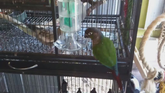 Paradise Toys Paddle Wheel Forager