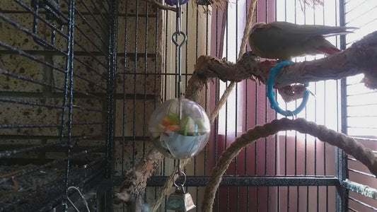 Paradise Toys Foraging Sphere