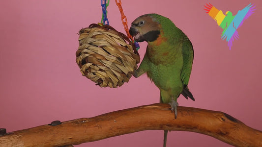 Super Bird Creation - Hanging Treat Basket