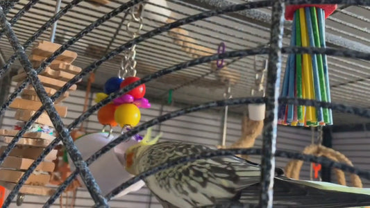 Super Bird Creations PVC Forager